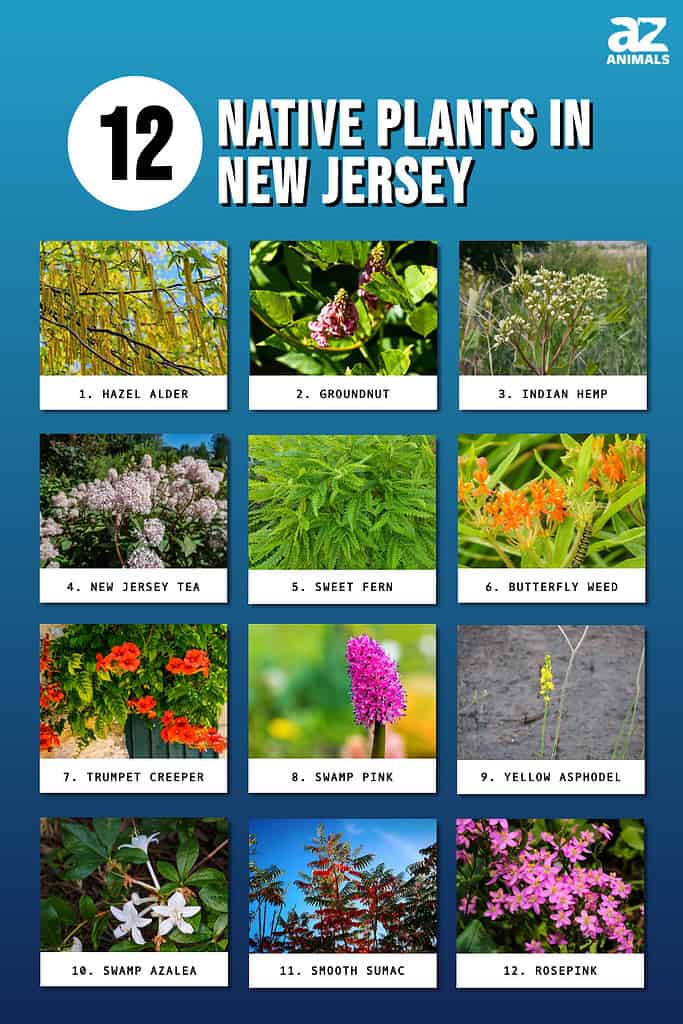 Infographic of 12 Native Plants in New Jersey 