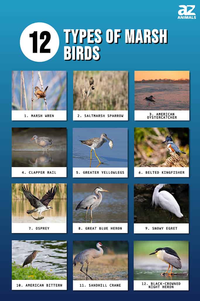 Infographic of 12 Types of Marsh Birds