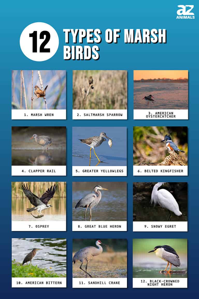 12 Impressive Types of Marsh Birds - A-Z Animals