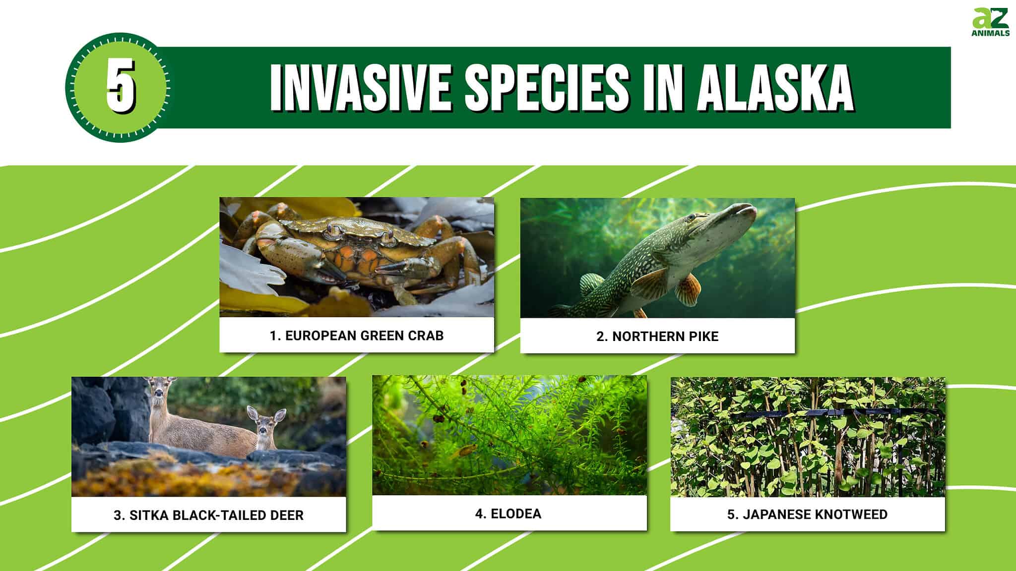 Discover 5 Invasive Species In Alaska - A-Z Animals