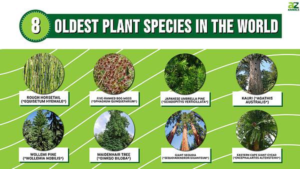 The 8 Oldest Plant Species in the World - A-Z Animals