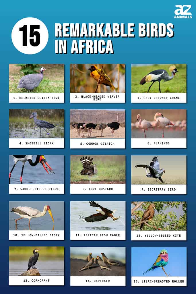 Infographic of 15 Remarkable Birds in Africa