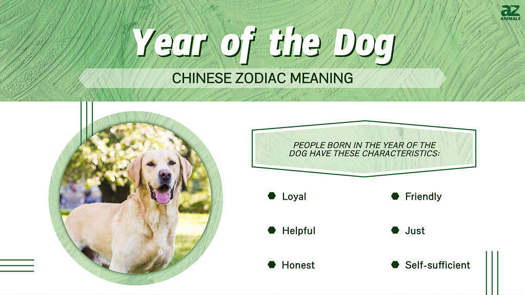 Infographic for Year of the Dog