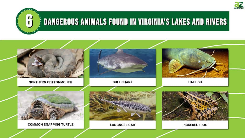 6 Dangerous Animals Found in Virginia's Lakes and Rivers