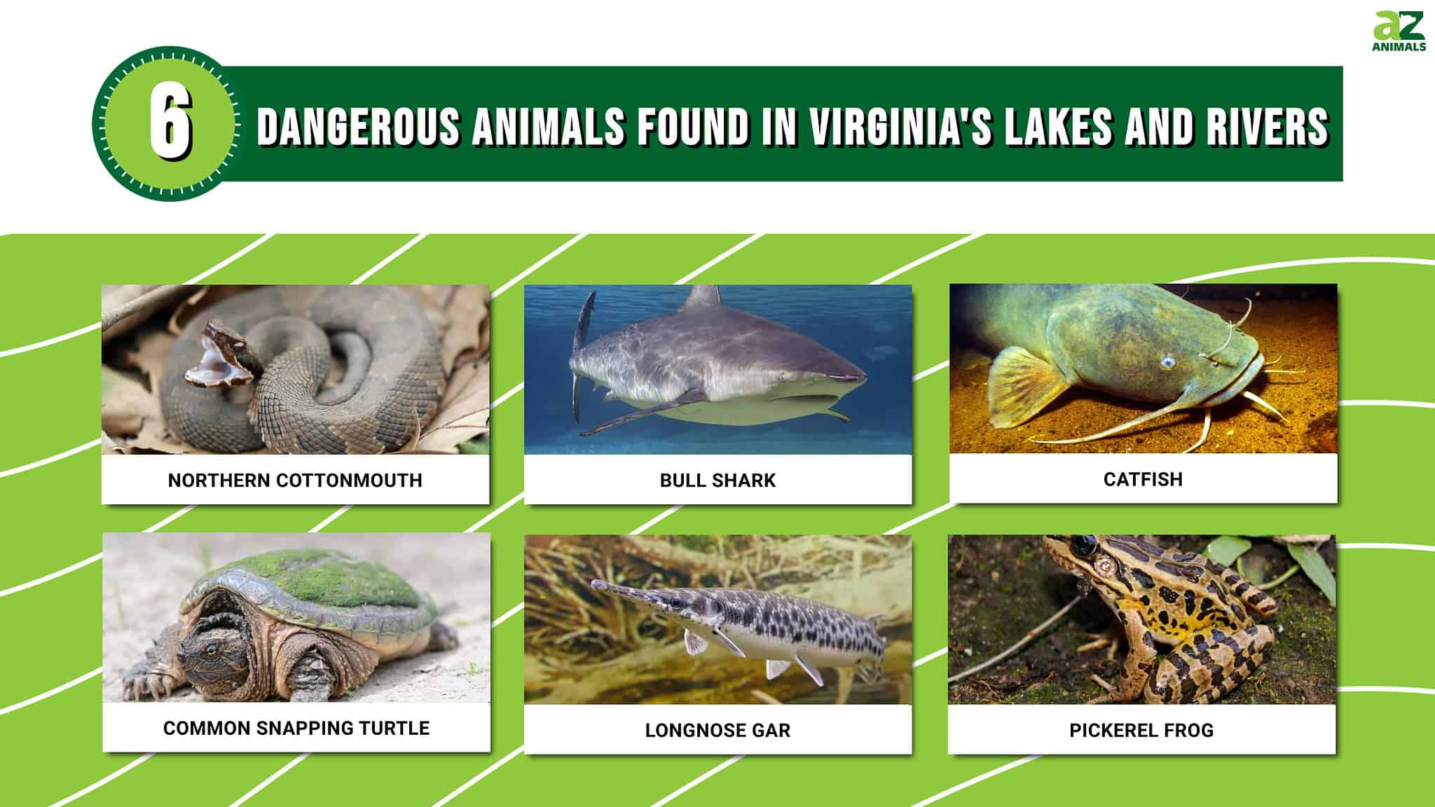 Beware Of These 6 Dangerous Animals Found In Virginia's Lakes And 