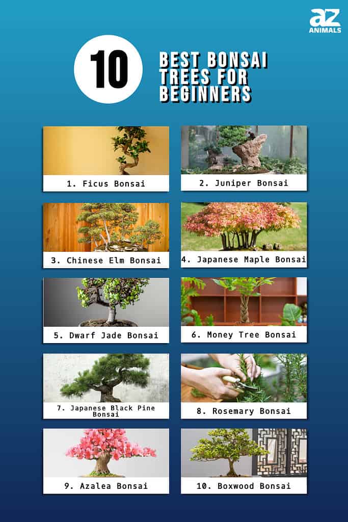 Infographic of 10 Best Bonsai Trees for Beginners