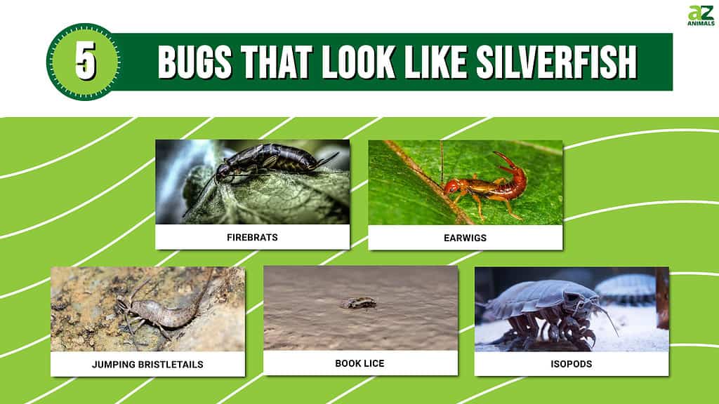 Picture graph of 5 Bugs That Look Like Silverfish