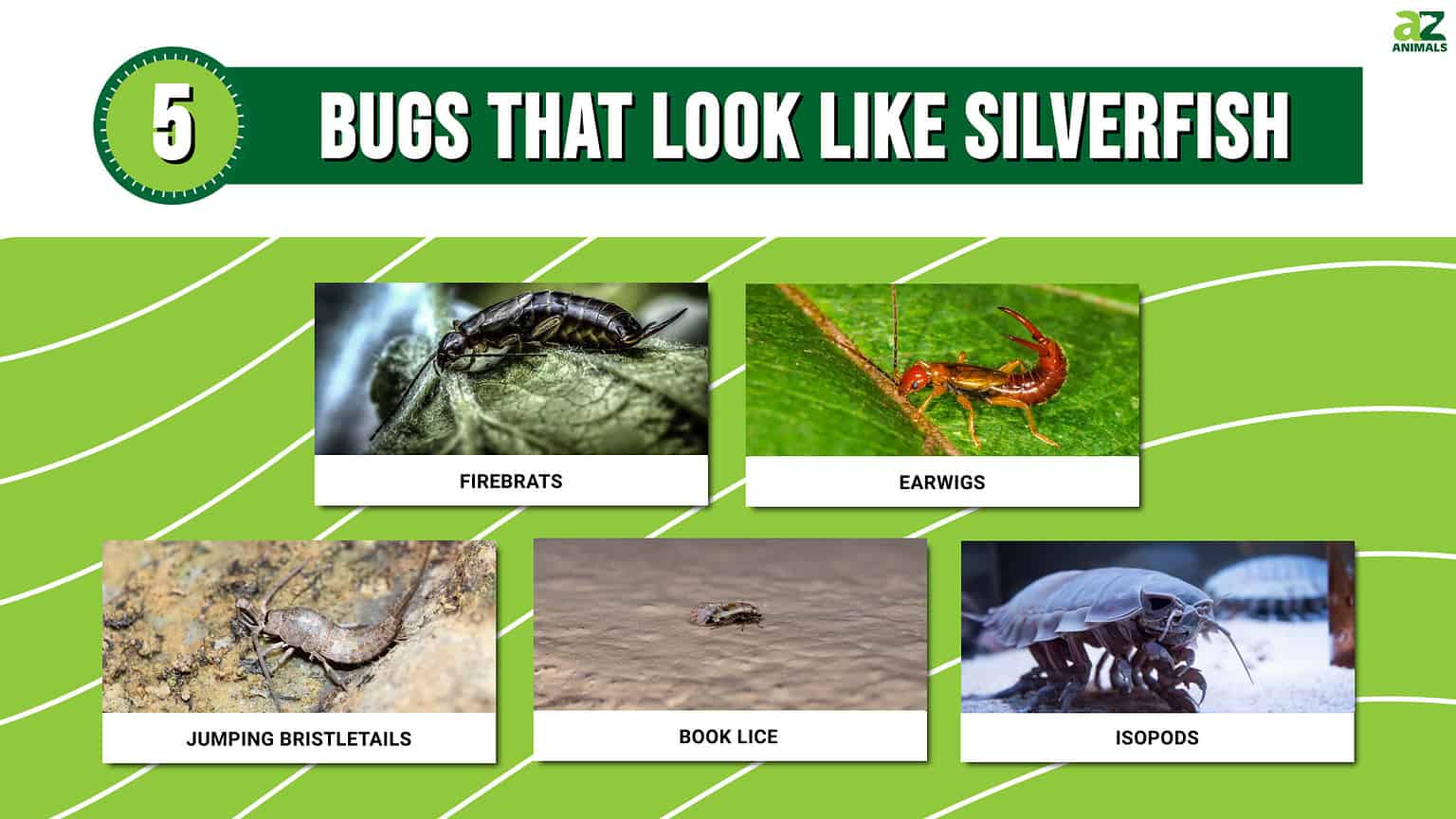 5 Bugs That Look Like Silverfish - A-Z Animals