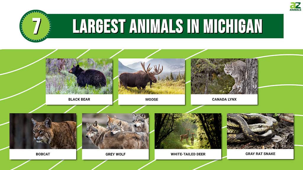 Picture graph of the 7 Largest Animals in Michigan.