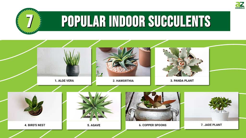 Infographic of 7 Popular Indoor Succulents