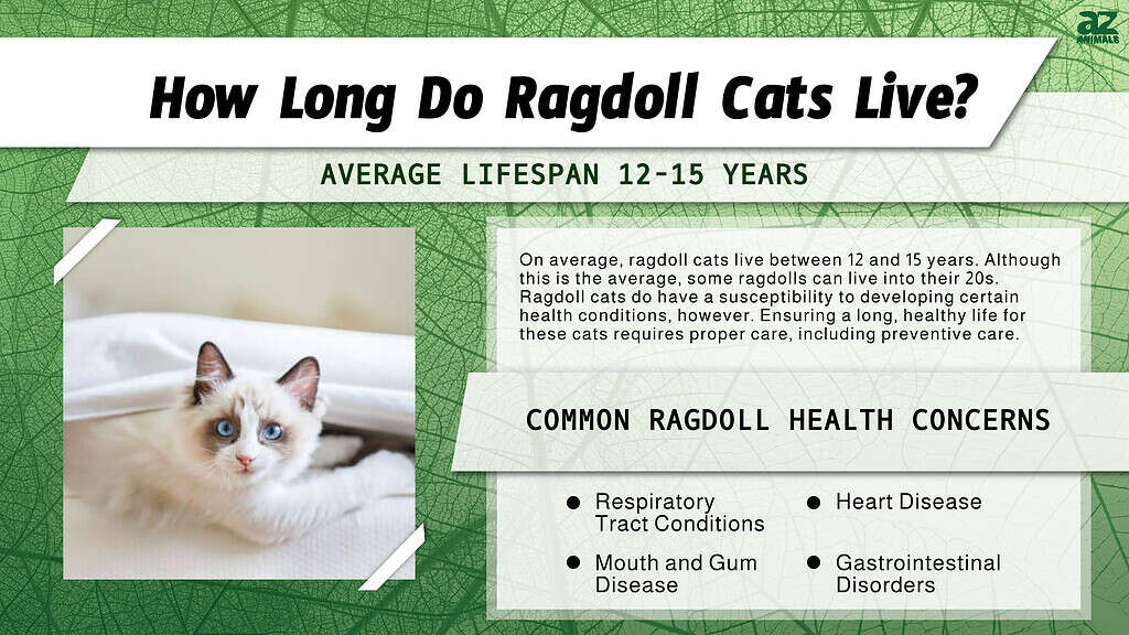 ragdoll cat lifespan infographic 