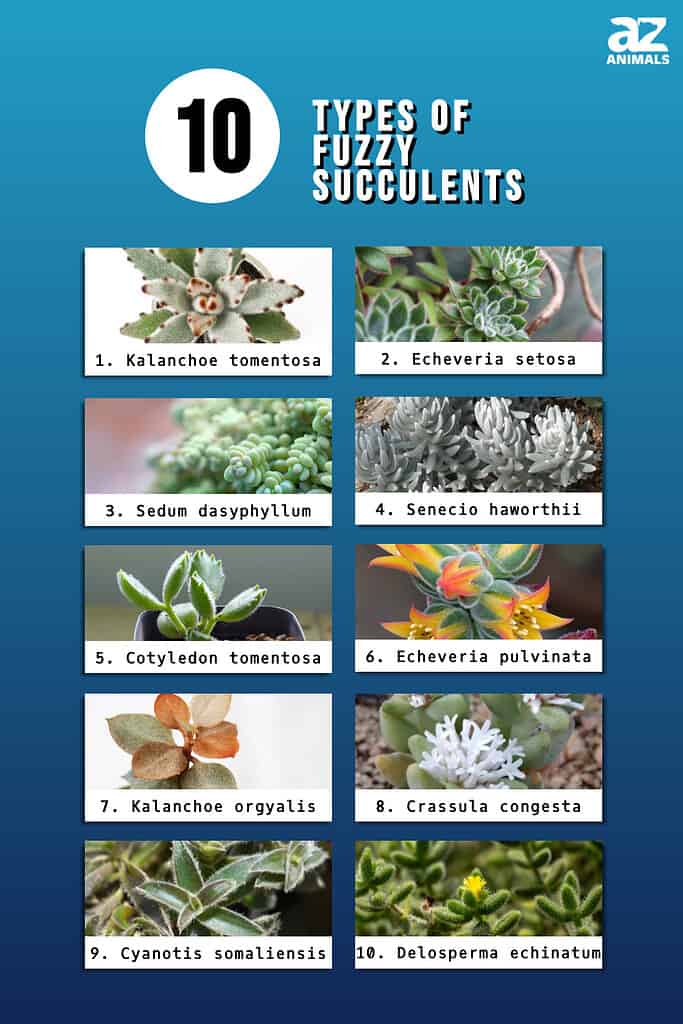 Infographic of 10 Types of Fuzzy Succulents