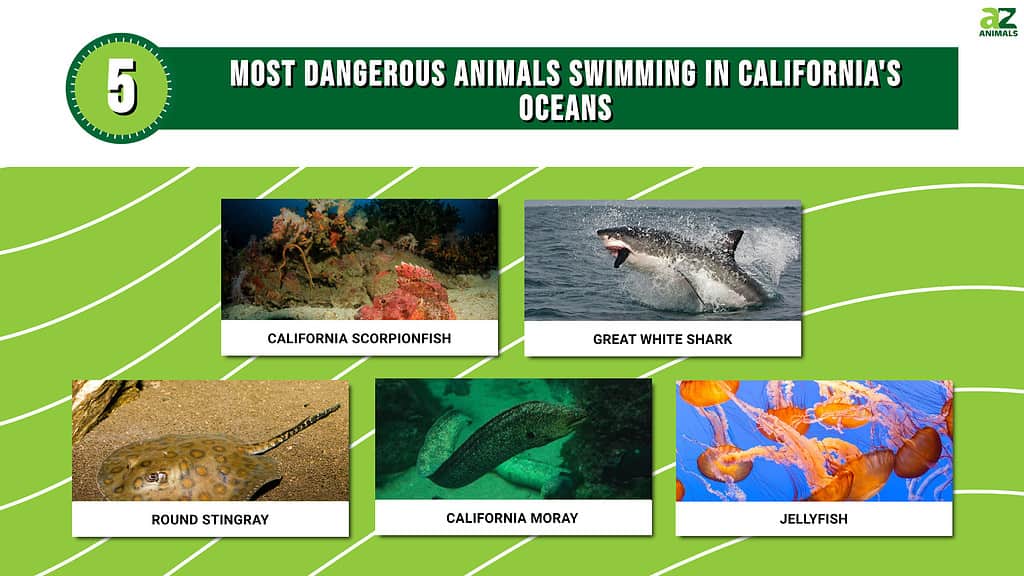 5 most dangerous animals in California oceans