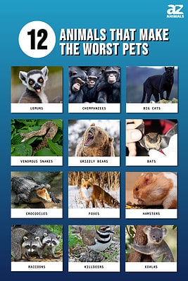 12 Of The Dumbest (Worst) Pets - A-Z Animals