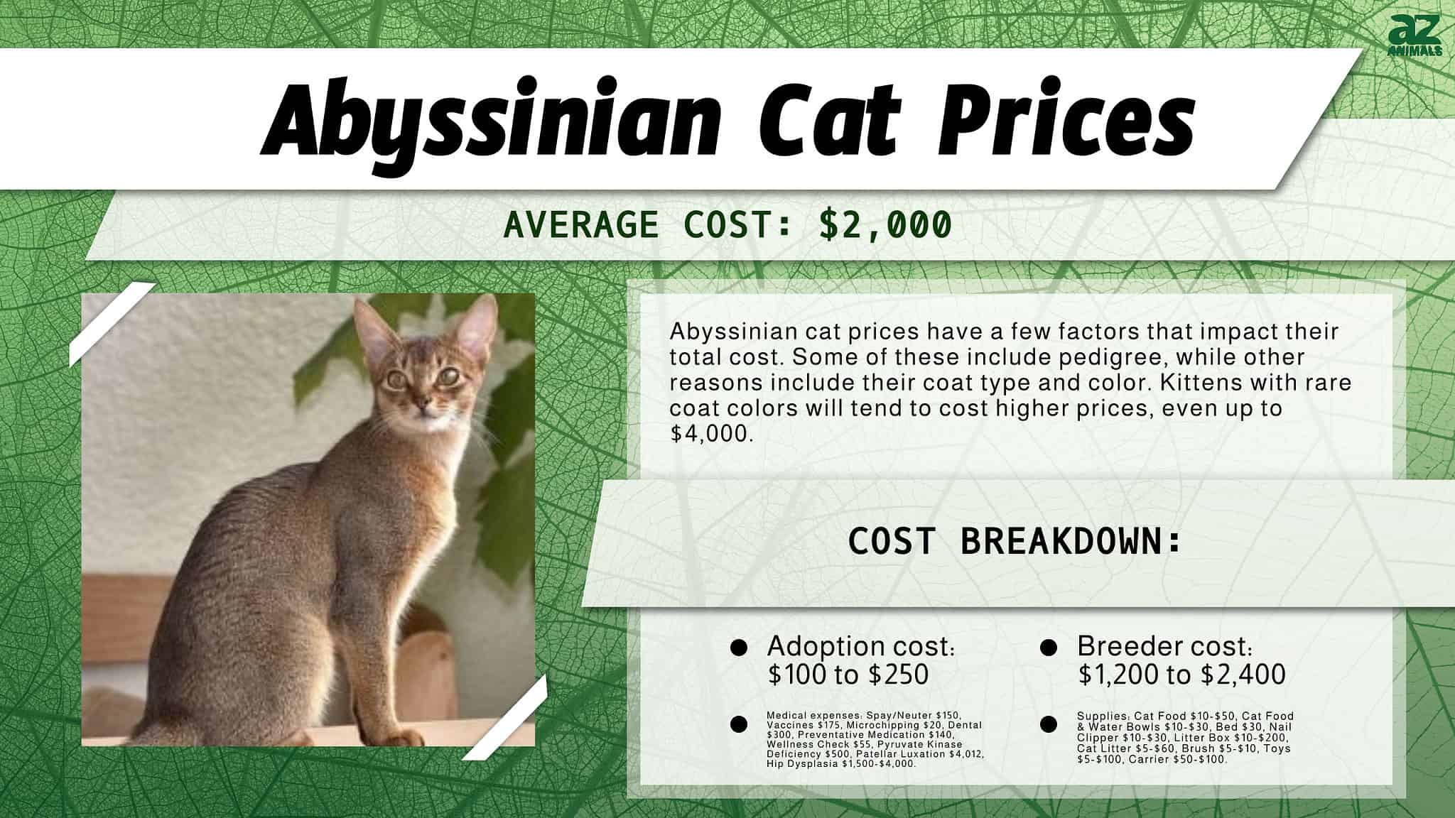 Abyssinian Cat Prices in 2023: Purchase Cost, Vet Bills, & Other Costs ...