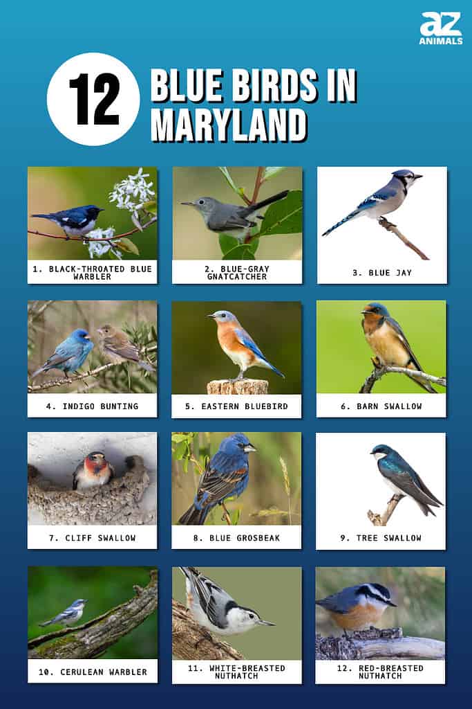 Infographic of 12 Blue Birds in Maryland