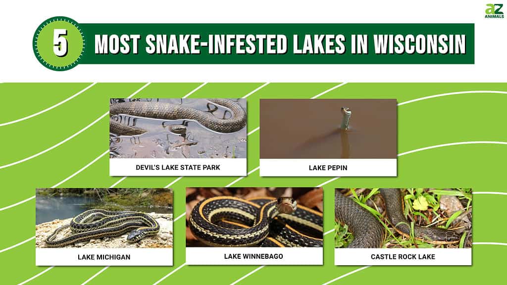 Most Snake-Infested Lakes in Wisconsin infographic