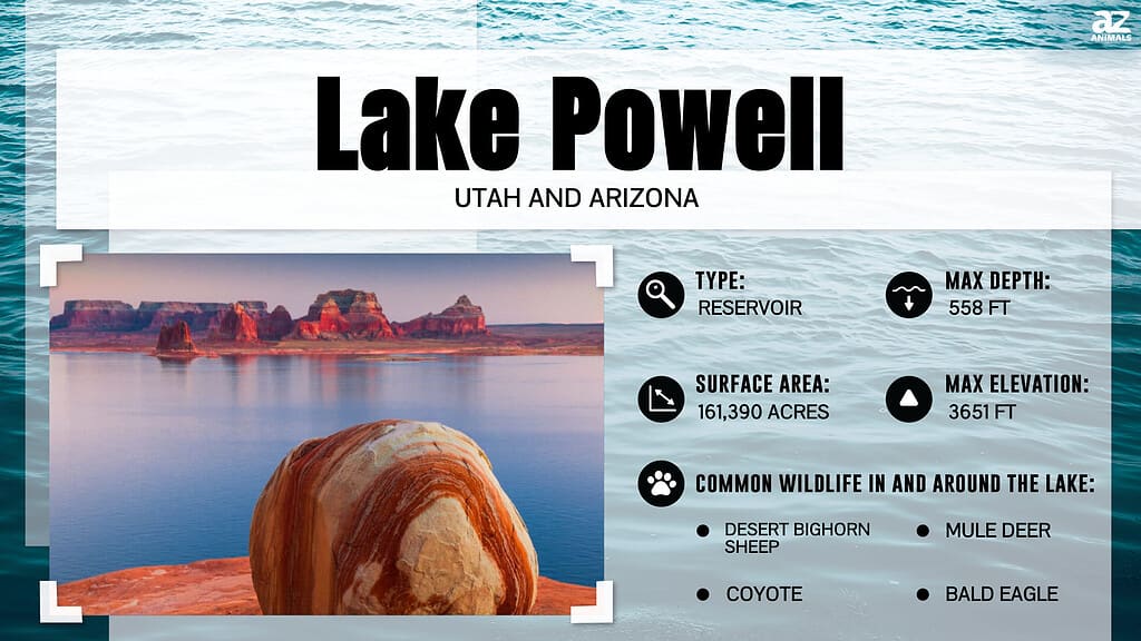 Infographic about Lake Powell.