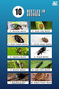 10 Beetles Crawling in Georgia - A-Z Animals