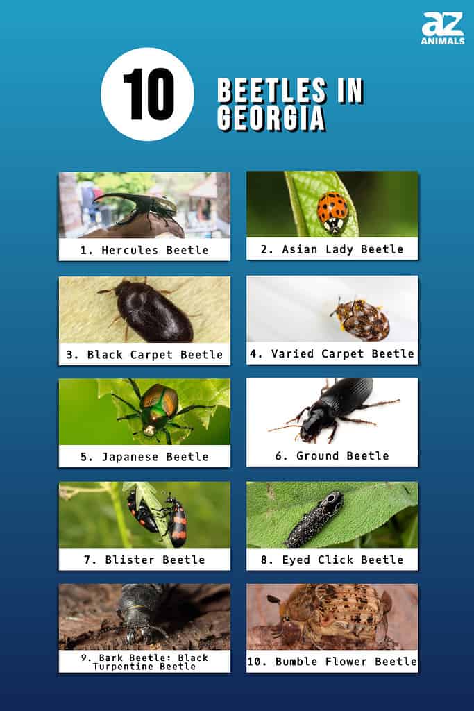 Infographic of 10 Beetles in Georgia