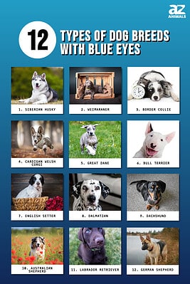 12 Types of Dog Breeds With Blue Eyes - A-Z Animals