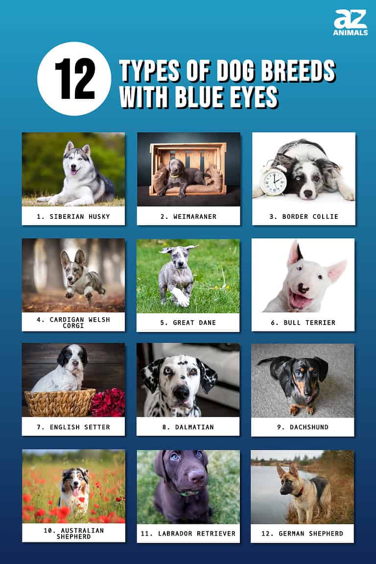 12 Types of Dog Breeds With Blue Eyes - A-Z Animals