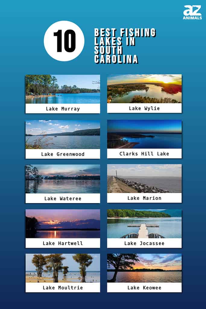 Best Fishing Lakes in South Carolina infographic