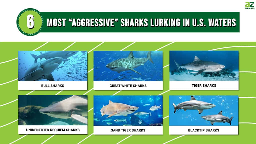 6 Most Aggressive Sharks Lurking in U.S. Waters
