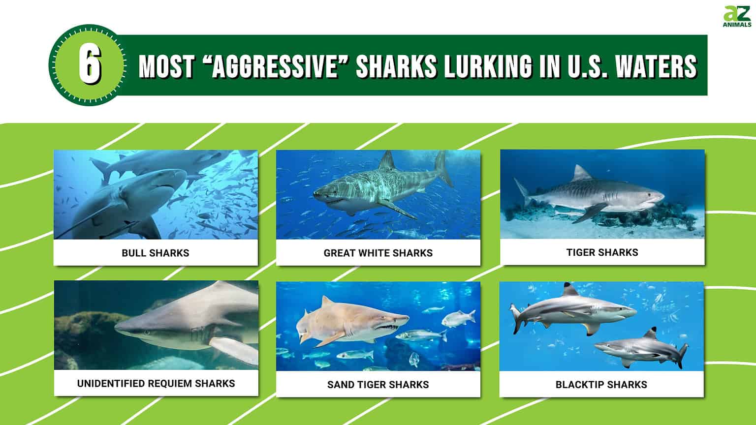 The 6 Most "Aggressive" Sharks Lurking in U.S. Waters - A-Z Animals
