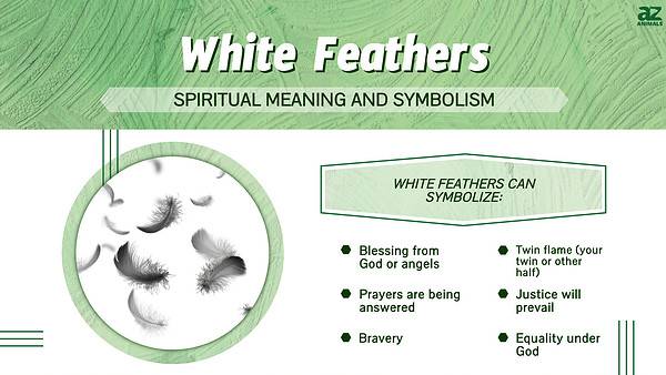 The Spiritual Meaning and Symbolism of White Feathers - A-Z Animals