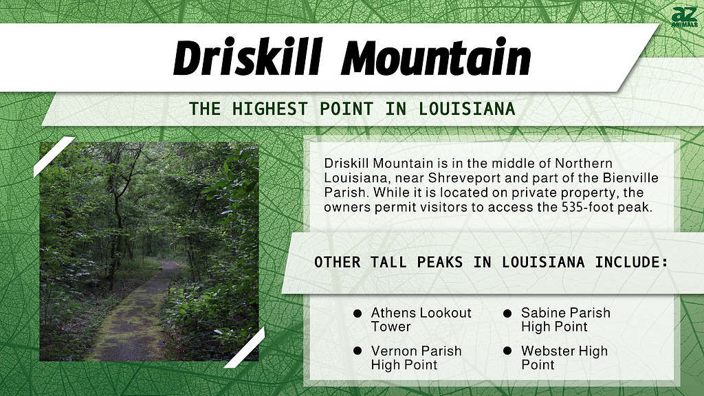 Infographic of Driskill Mountain
