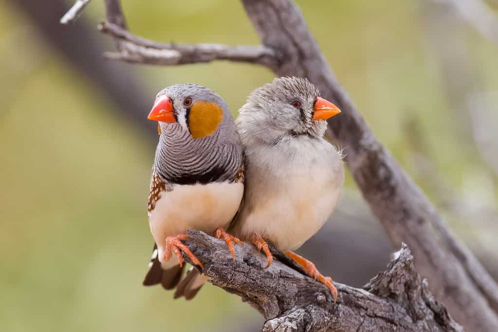 Australian zebra finch