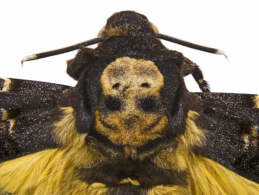 The ominous skull on the back of the death's head hawk moth.