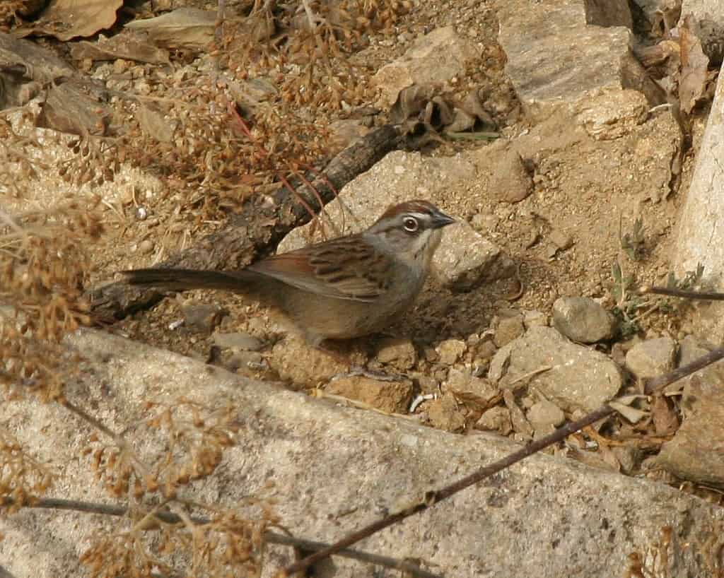 Oaxaca Sparrow, Aimophila notosticta