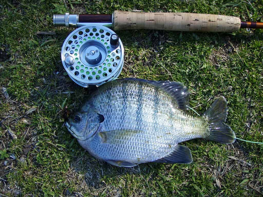 Bluegill (type of panfish) from Alabama Farm Pond