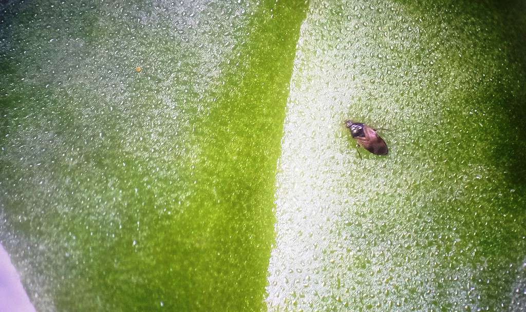 The silvery sheen on this leaf is caused by thrips (not pictured)