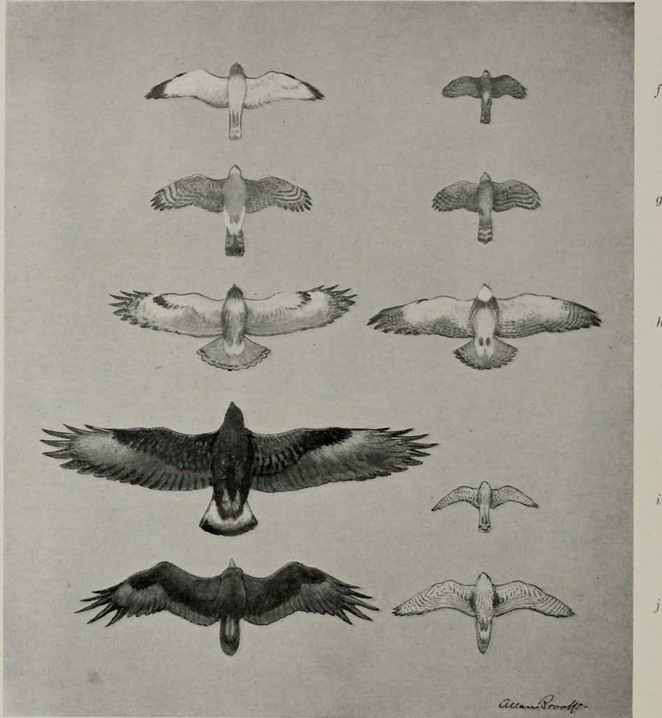Wing size and shape comparison of eagles, hawks, falcons and owls