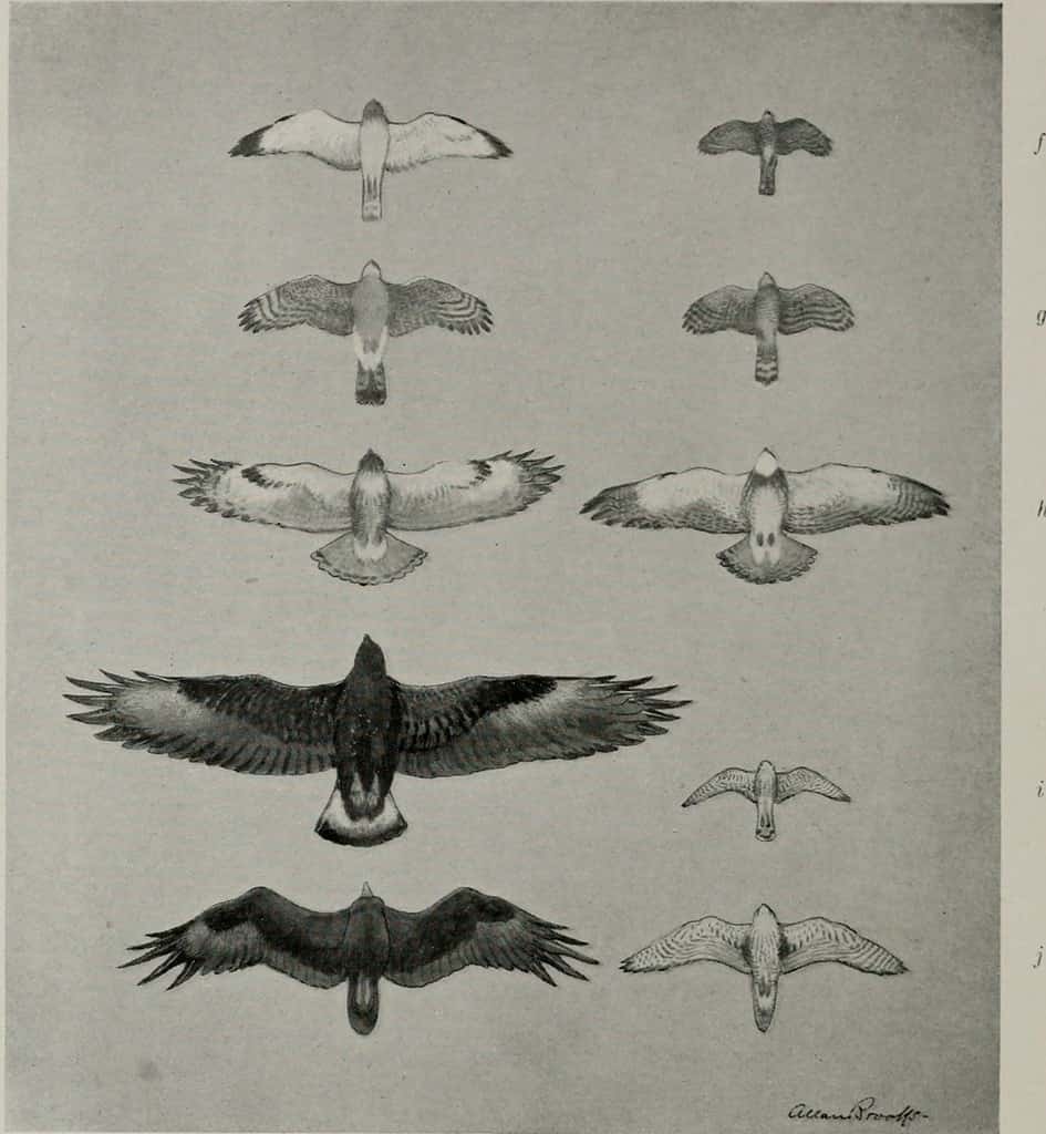 gyrfalcon size comparison