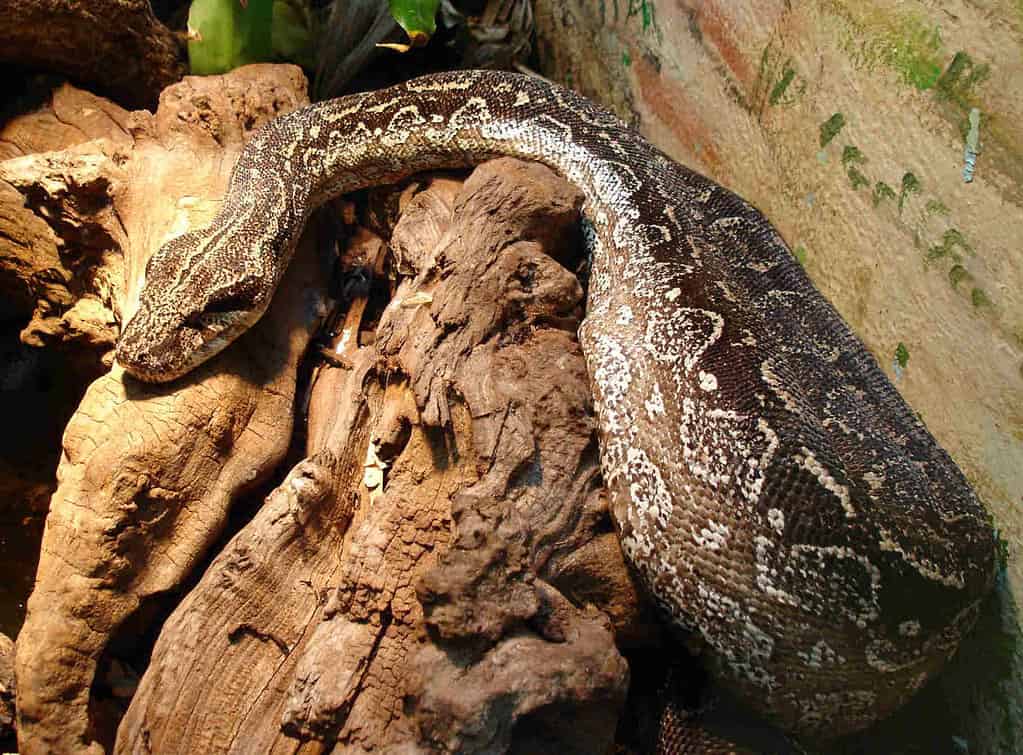 3. Argentine Boa Constrictor (Occidentalis)