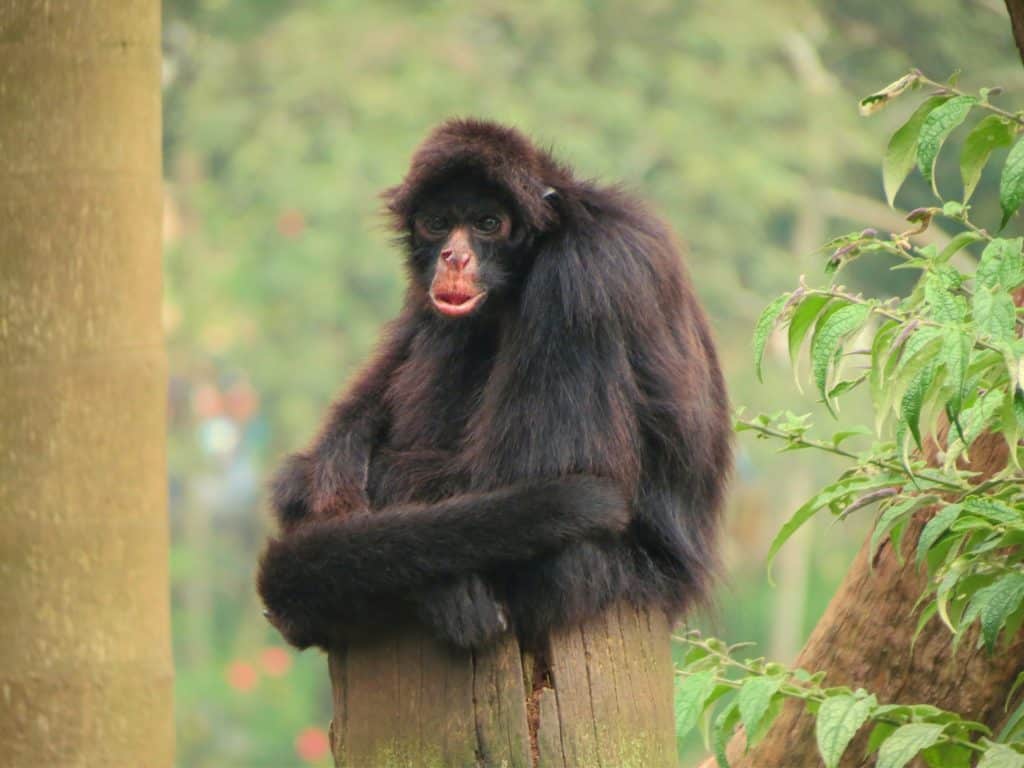 Peruvian spider monkey