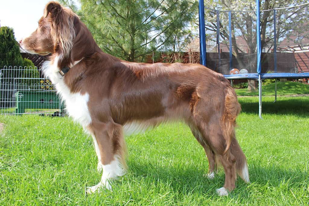 A red bi-colored Australian shepherd.