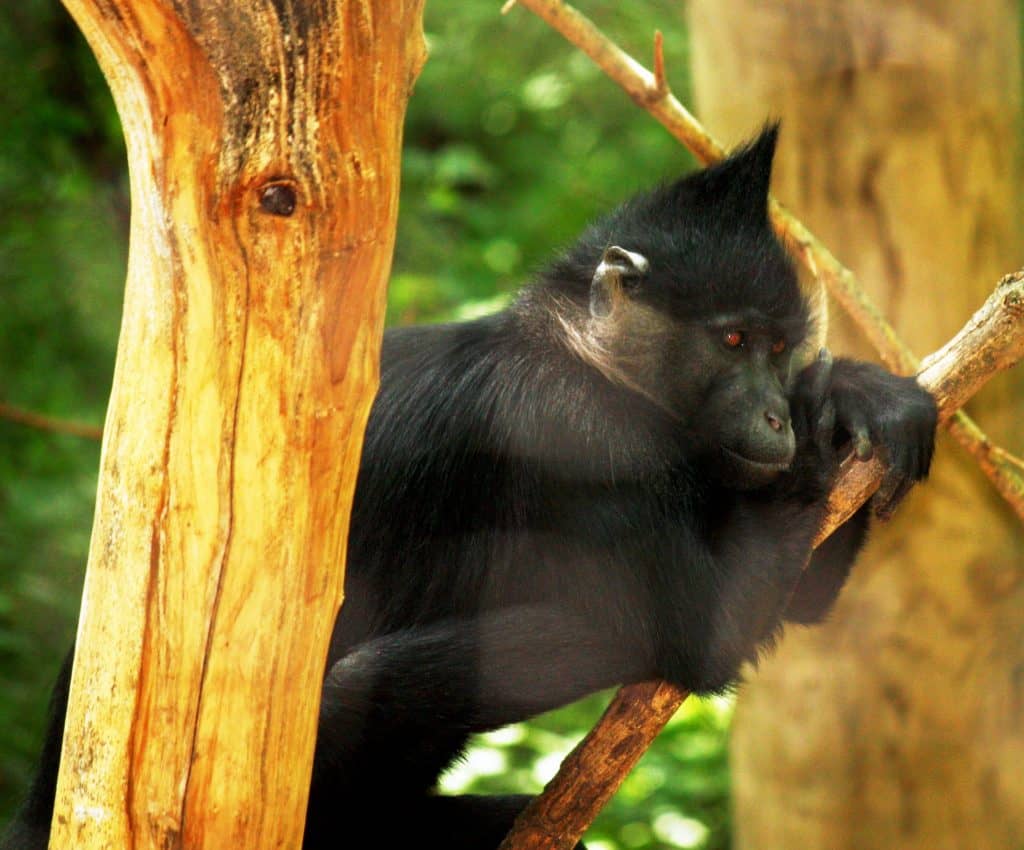 Black-crested mangabey or black mangabey