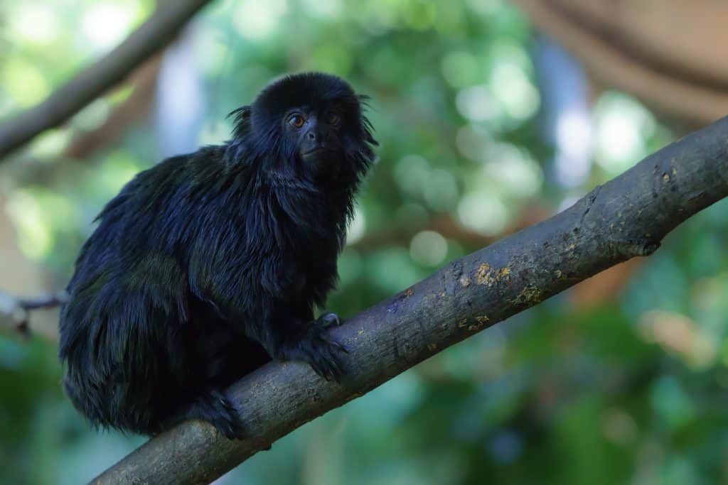 Black Tamarin, Black-handed tamarin (Saguinus niger)
