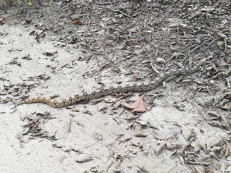 4. Orton's Boa (Ortonii)