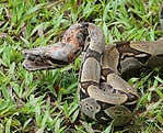 boa constrictor amarali premio de roma pythons and... Complete List of All Boa Snakes Ever Found - A-Z Animals