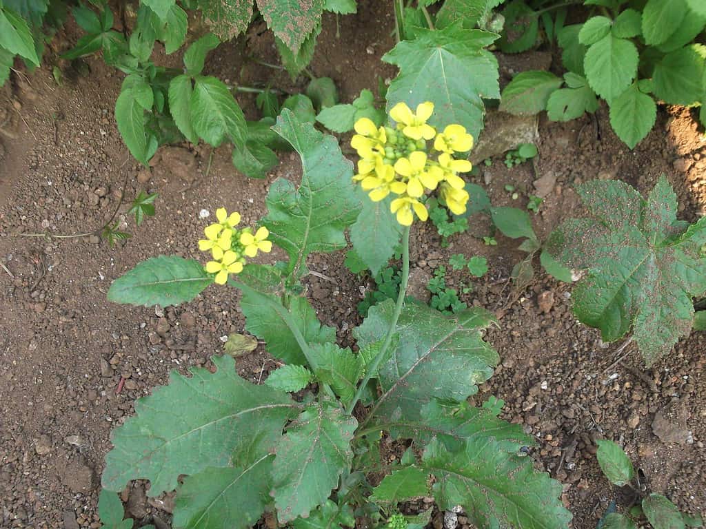Indian Mustard (Brassica juncea)
