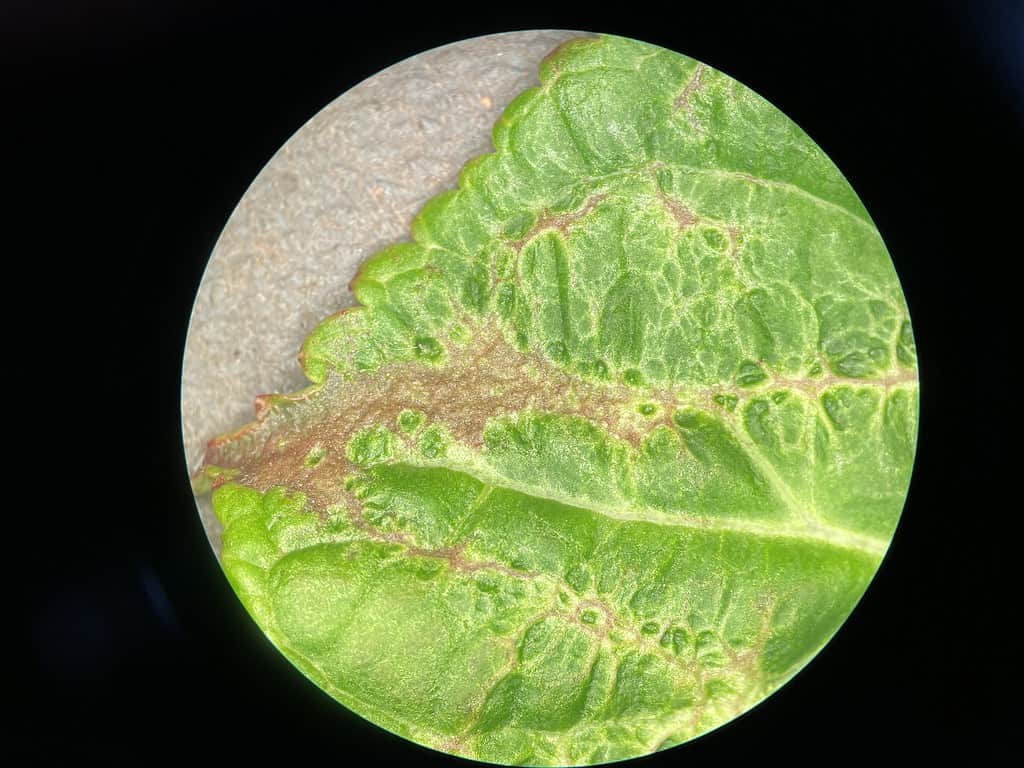 The yellow lines and spots on leaves can be thrip damage