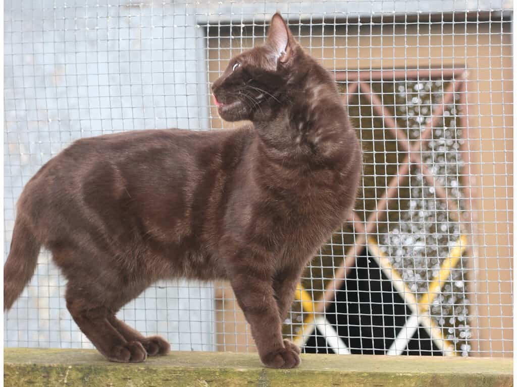 Solid Chocolate Marble Bengal cat