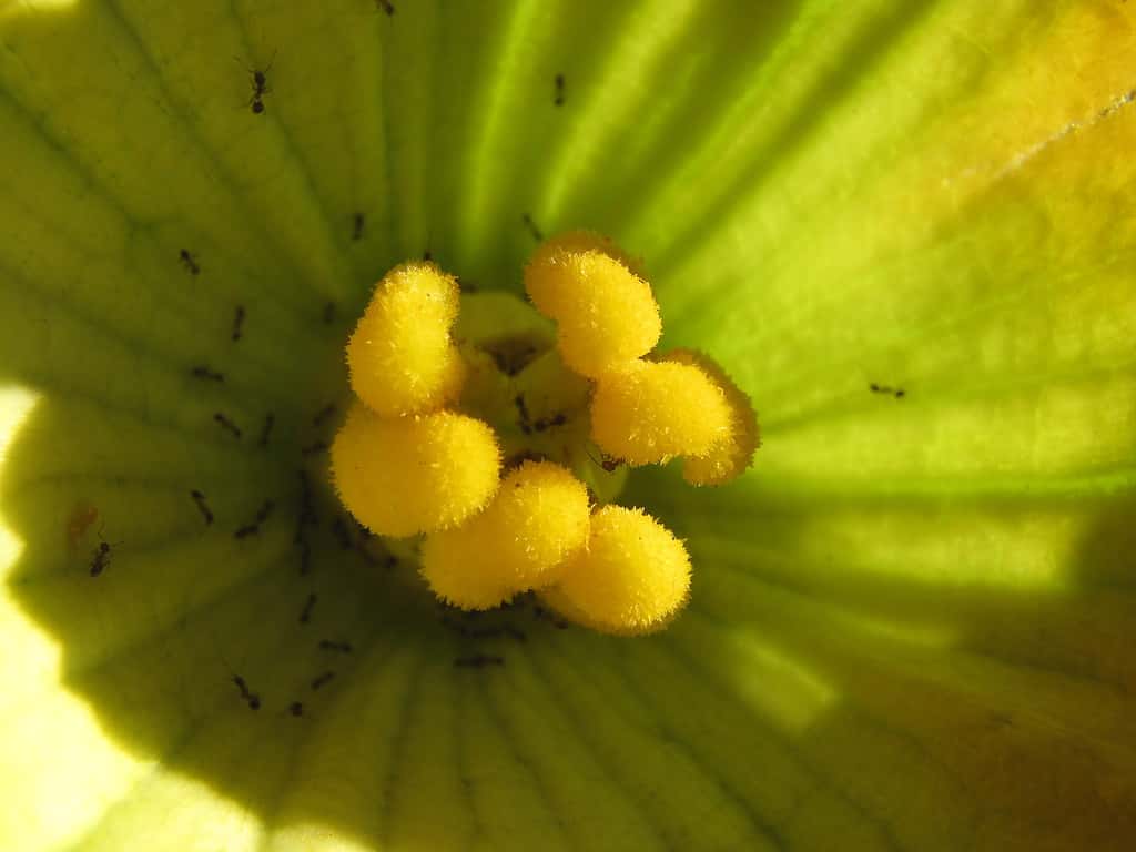 This is a female zucchini flower. Notice the multiple stamens that look like a tiny flower inside of a larger flower.