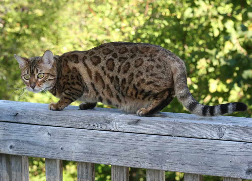 1 year old Brown spotted Bengal cat. Bengal cat progression.